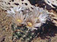 Mammillaria coahuilensis -132 JL.jpg